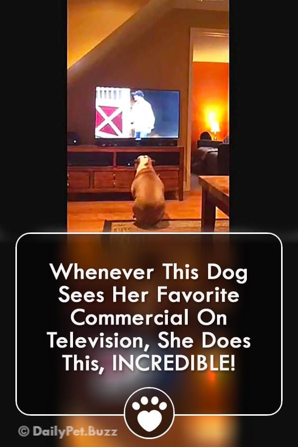 Whenever This Dog Sees Her Favorite Commercial On Television, She Does This, INCREDIBLE!