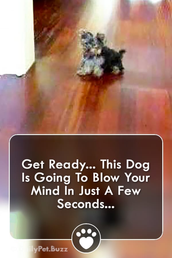 Get Ready... This Dog Is Going To Blow Your Mind In Just A Few Seconds...