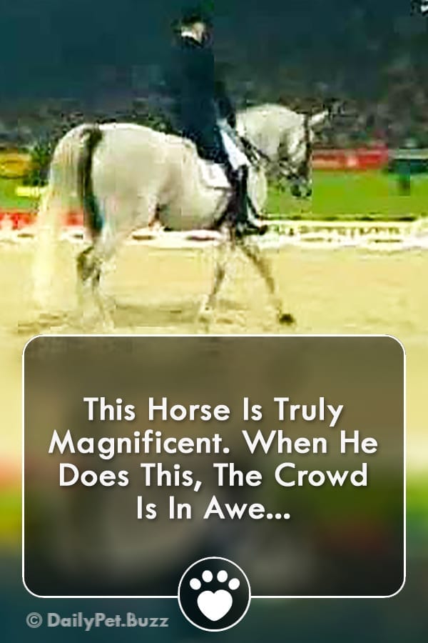 This Horse Is Truly Magnificent. When He Does This, The Crowd Is In Awe...