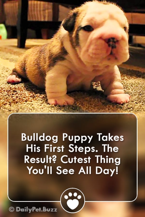 Bulldog Puppy Takes His First Steps. The Result? Cutest Thing You\'ll See All Day!