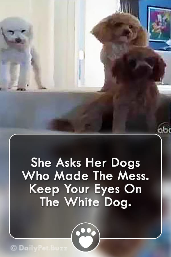She Asks Her Dogs Who Made The Mess. Keep Your Eyes On The White Dog.