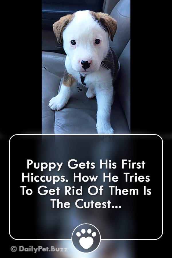 Puppy Gets His First Hiccups. How He Tries To Get Rid Of Them Is The Cutest...