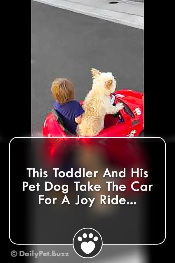 This Toddler And His Pet Dog Take The Car For A Joy Ride...