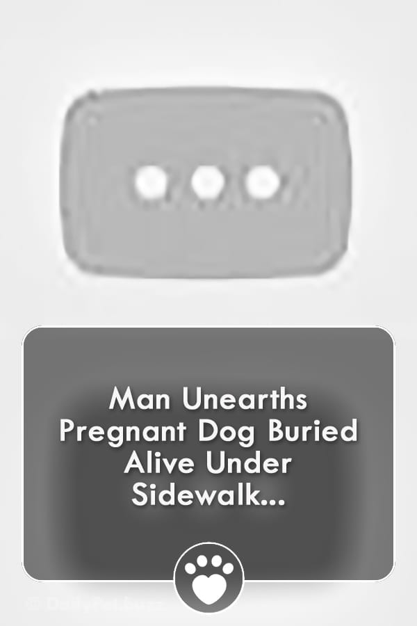 Man Unearths Pregnant Dog Buried Alive Under Sidewalk...
