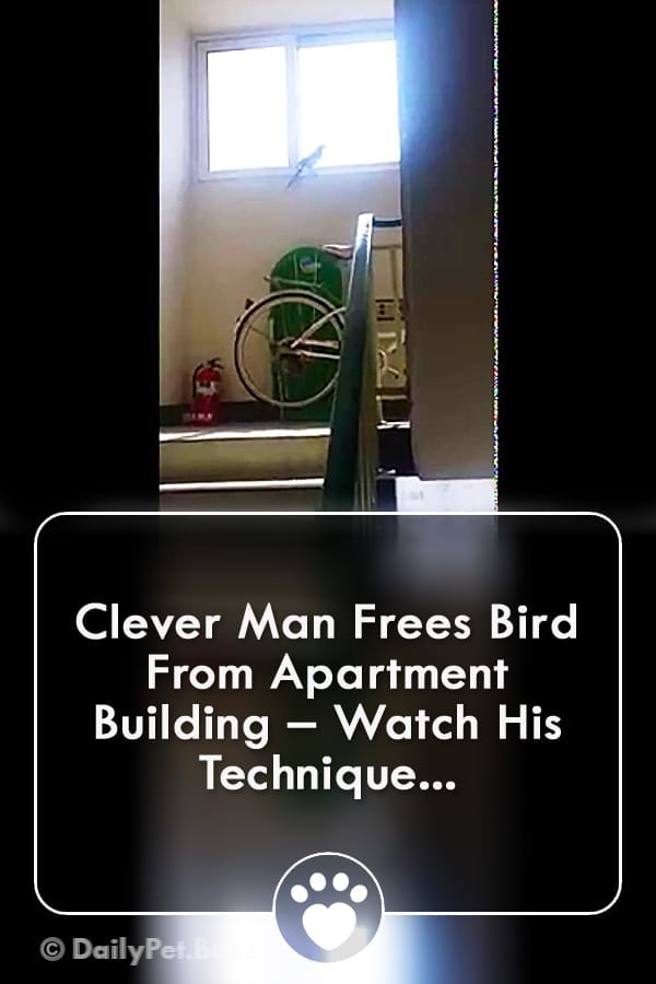 Clever Man Frees Bird From Apartment Building – Watch His Technique...
