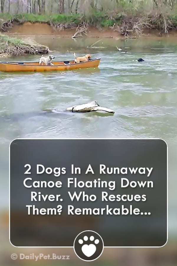 2 Dogs In A Runaway Canoe Floating Down River. Who Rescues Them? Remarkable...