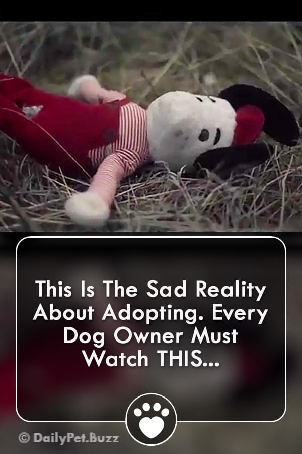 This Is The Sad Reality About Adopting. Every Dog Owner Must Watch THIS...