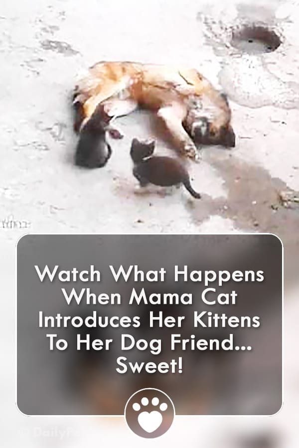 Watch What Happens When Mama Cat Introduces Her Kittens To Her Dog Friend... Sweet!