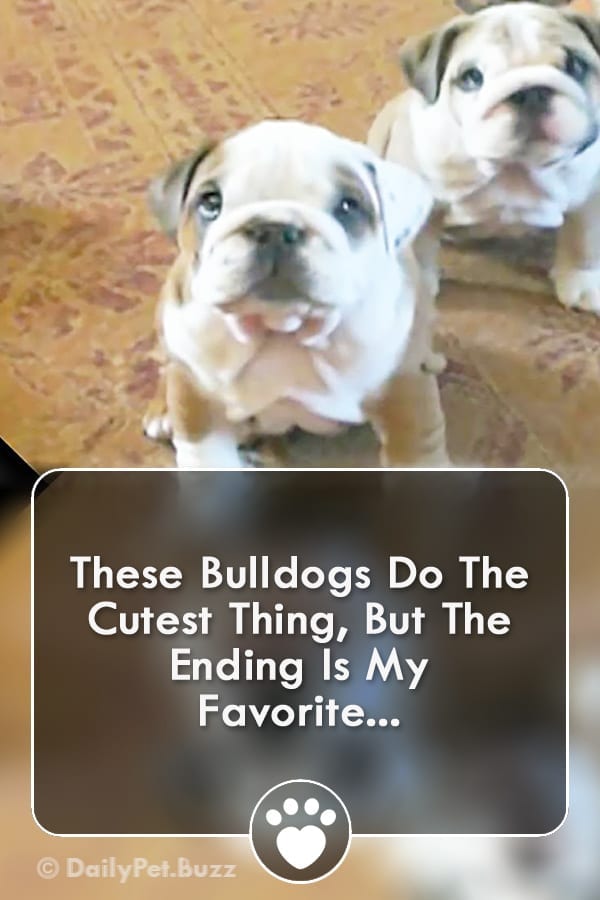 These Bulldogs Do The Cutest Thing, But The Ending Is My Favorite...