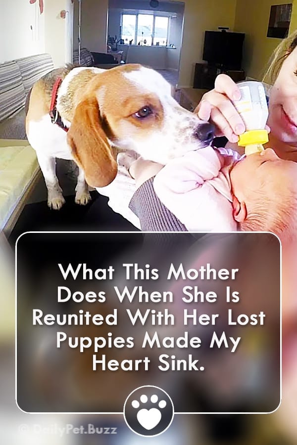 What This Mother Does When She Is Reunited With Her Lost Puppies Made My Heart Sink.