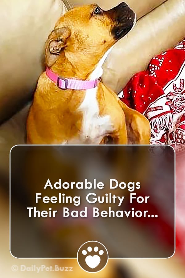 Adorable Dogs Feeling Guilty For Their Bad Behavior...