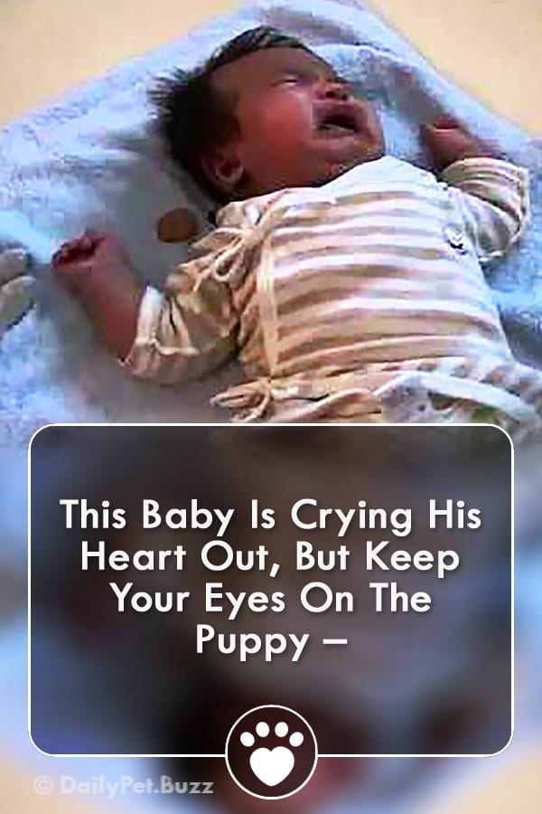 This Baby Is Crying His Heart Out, But Keep Your Eyes On The Puppy –