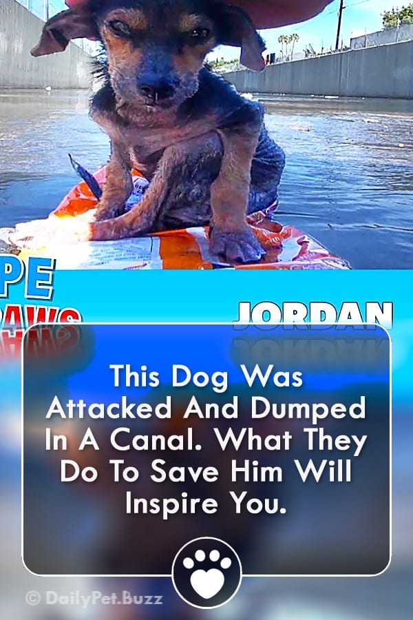 This Dog Was Attacked And Dumped In A Canal. What They Do To Save Him Will Inspire You.