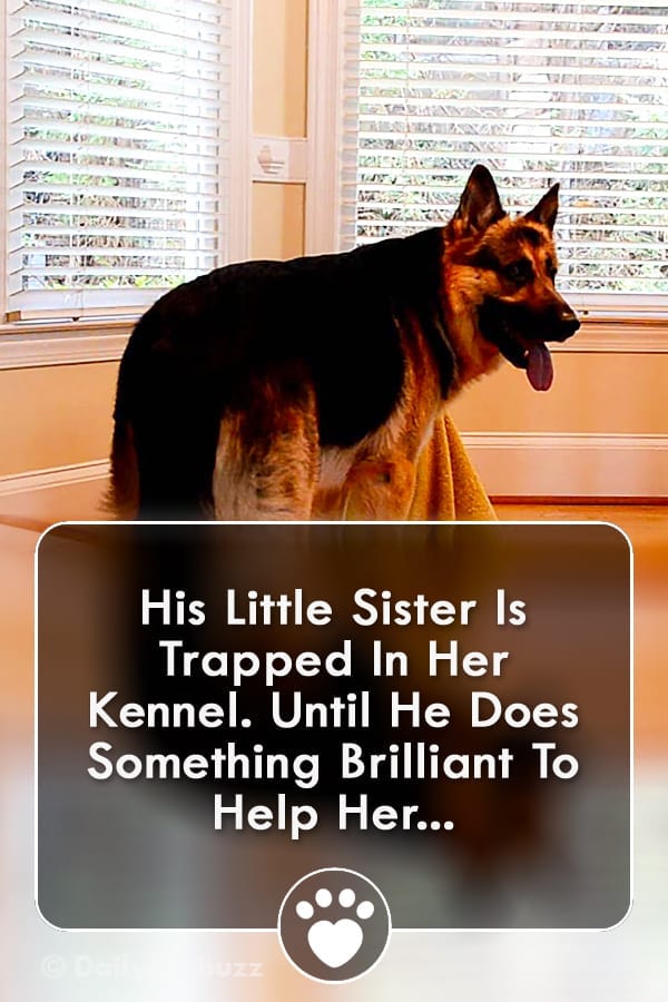His Little Sister Is Trapped In Her Kennel. Until He Does Something Brilliant To Help Her...