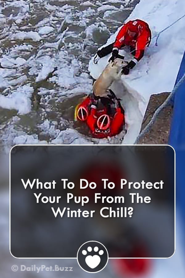 What To Do To Protect Your Pup From The Winter Chill?