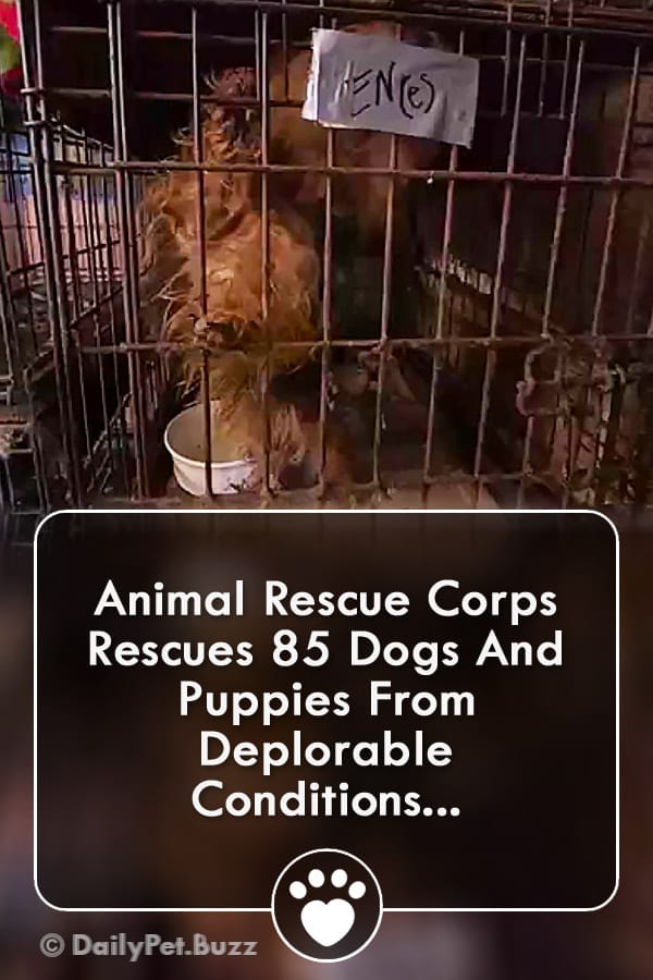 Animal Rescue Corps Rescues 85 Dogs And Puppies From Deplorable Conditions...