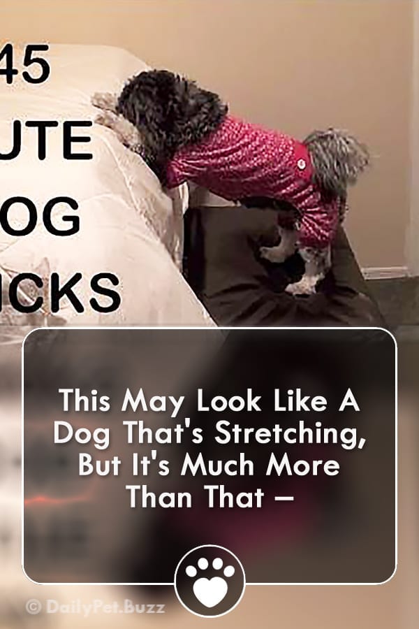 This May Look Like A Dog That\'s Stretching, But It\'s Much More Than That –