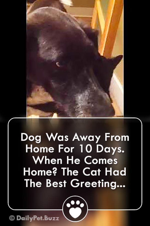 Dog Was Away From Home For 10 Days. When He Comes Home? The Cat Had The Best Greeting...