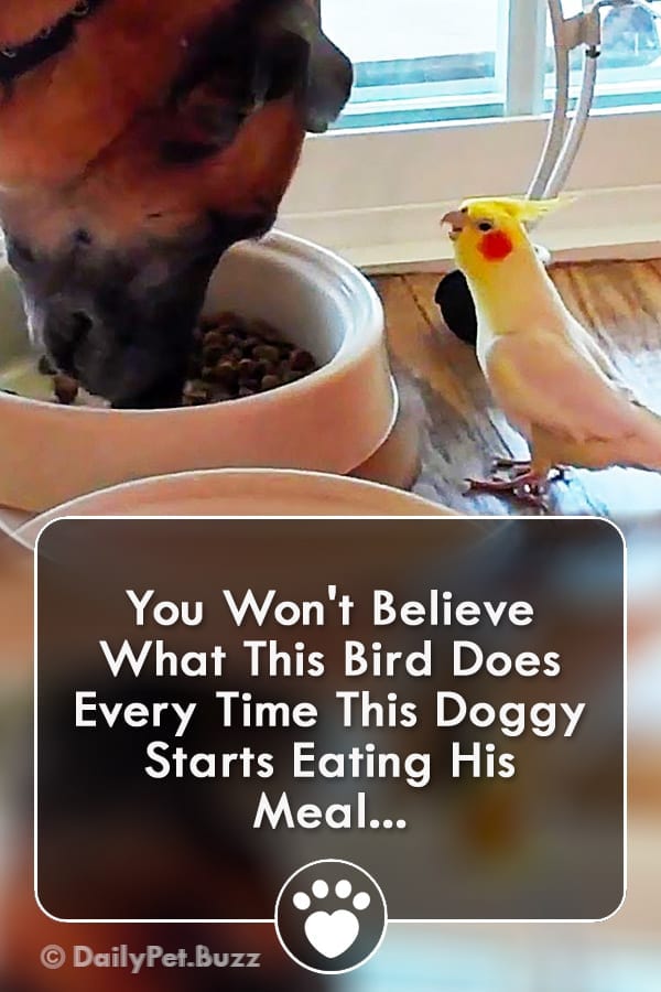 You Won\'t Believe What This Bird Does Every Time This Doggy Starts Eating His Meal...