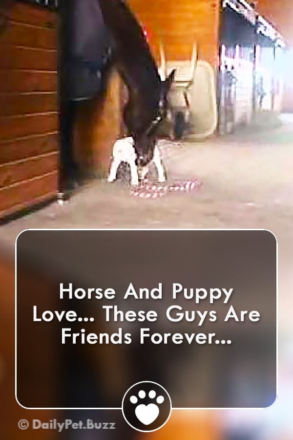 Horse And Puppy Love... These Guys Are Friends Forever...