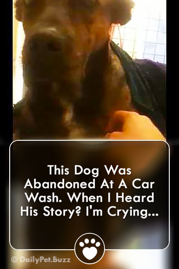 This Dog Was Abandoned At A Car Wash. When I Heard His Story? I\'m Crying...