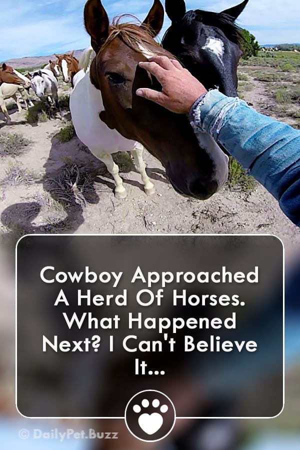 Cowboy Approached A Herd Of Horses. What Happened Next? I Can\'t Believe It...