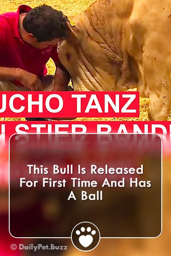 This Bull Is Released For First Time And Has A Ball