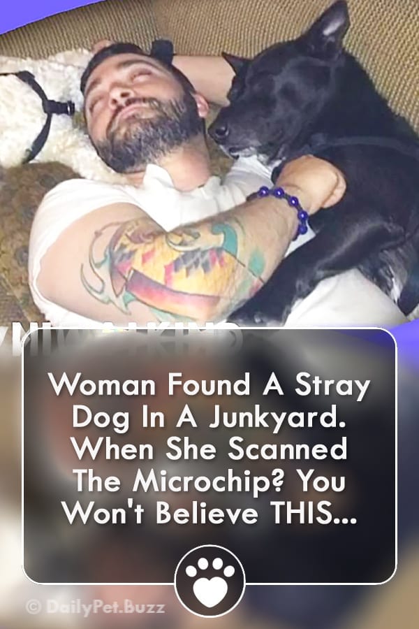 Woman Found A Stray Dog In A Junkyard. When She Scanned The Microchip? You Won\'t Believe THIS...