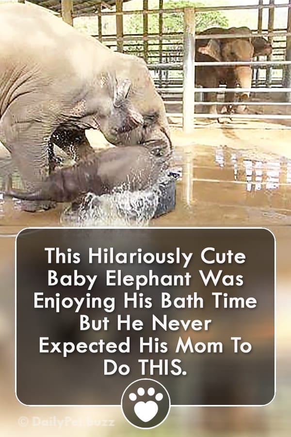 This Hilariously Cute Baby Elephant Was Enjoying His Bath Time But He Never Expected His Mom To Do THIS.