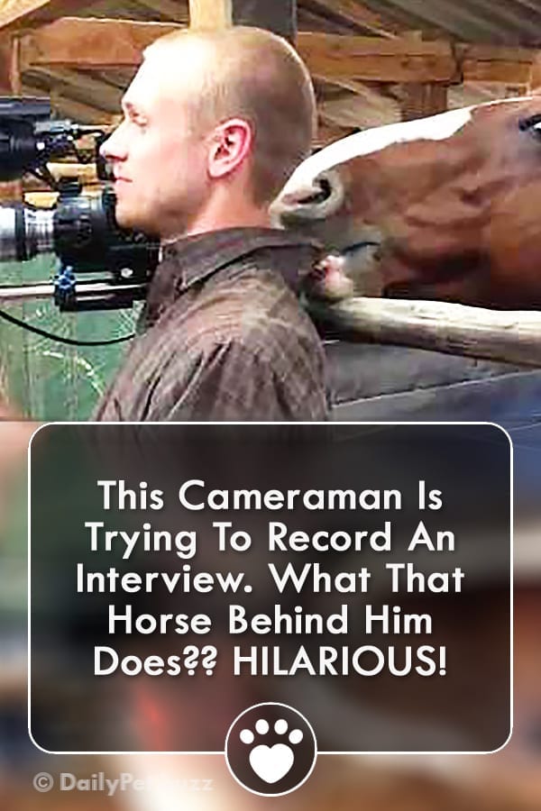 This Cameraman Is Trying To Record An Interview. What That Horse Behind Him Does?? HILARIOUS!