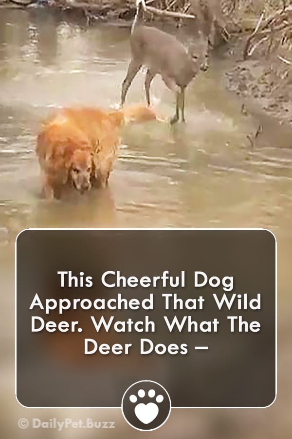 This Cheerful Dog Approached That Wild Deer. Watch What The Deer Does –