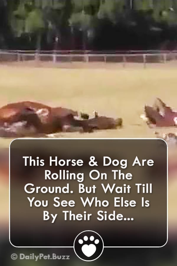 This Horse & Dog Are Rolling On The Ground. But Wait Till You See Who Else Is By Their Side...