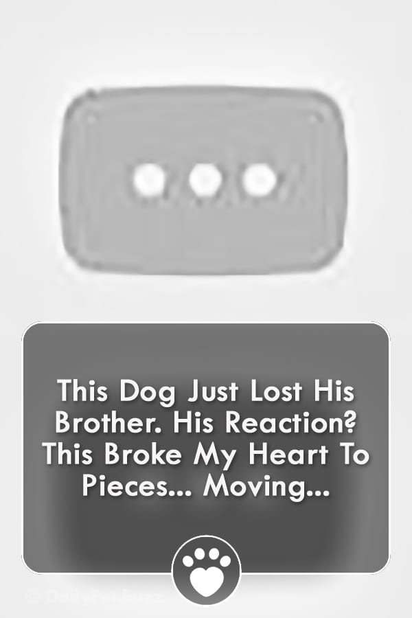 This Dog Just Lost His Brother. His Reaction? This Broke My Heart To Pieces... Moving...