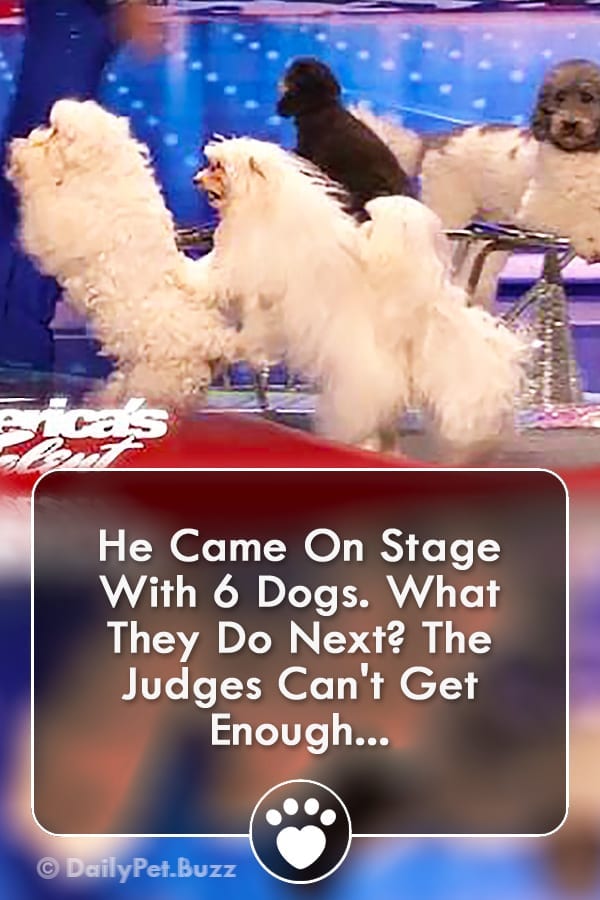 He Came On Stage With 6 Dogs. What They Do Next? The Judges Can\'t Get Enough...