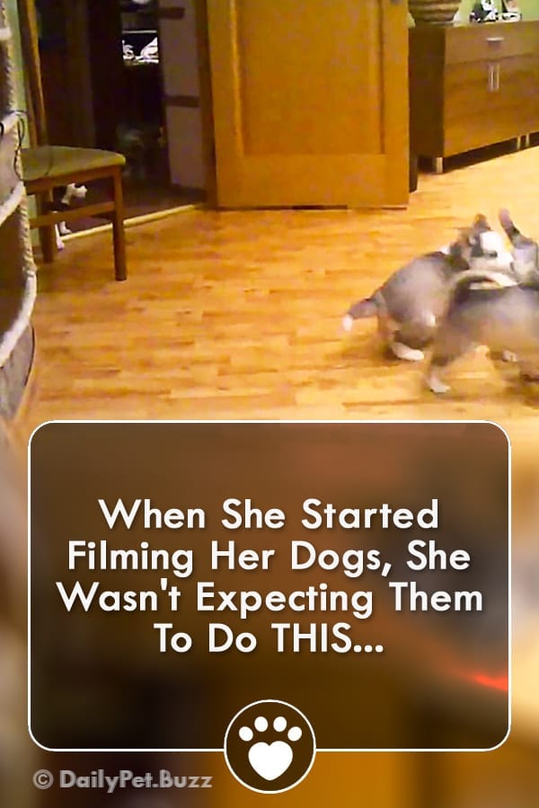 When She Started Filming Her Dogs, She Wasn\'t Expecting Them To Do THIS...