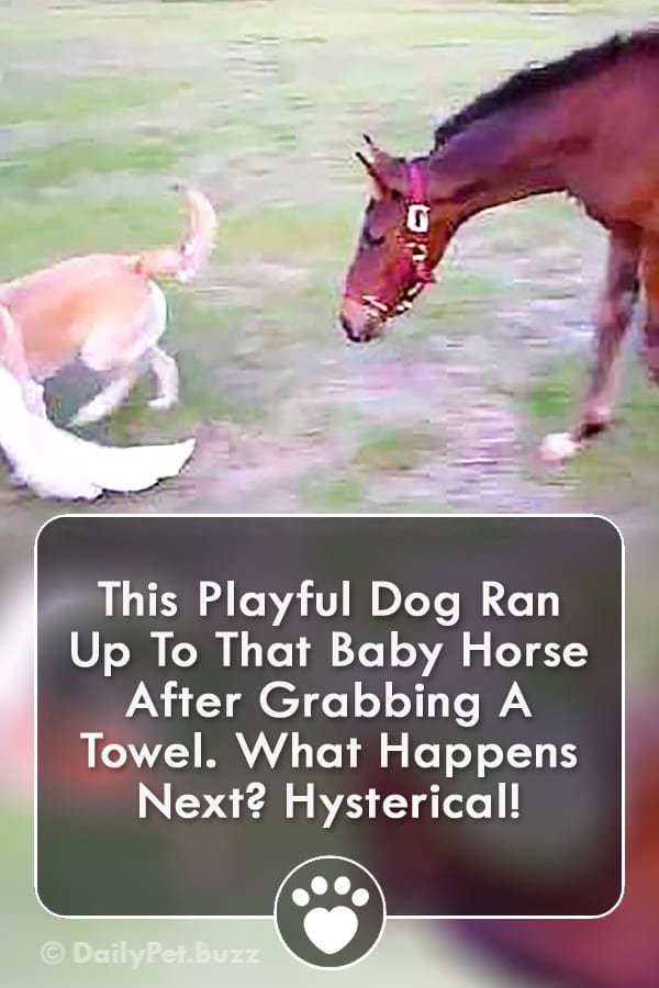 This Playful Dog Ran Up To That Baby Horse After Grabbing A Towel. What Happens Next? Hysterical!