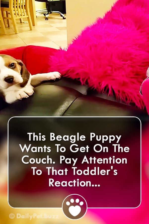 This Beagle Puppy Wants To Get On The Couch. Pay Attention To That Toddler\'s Reaction...