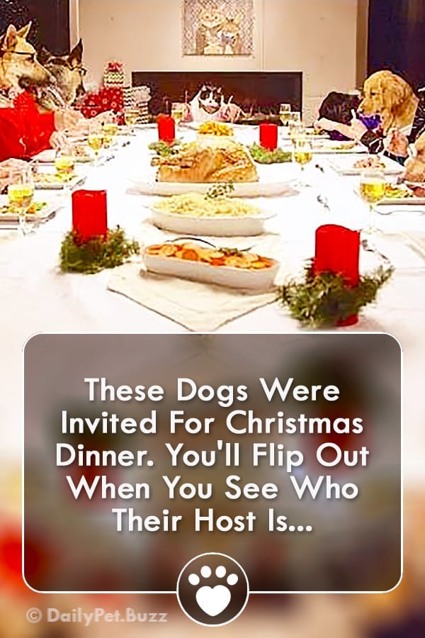 These Dogs Were Invited For Christmas Dinner. You\'ll Flip Out When You See Who Their Host Is...