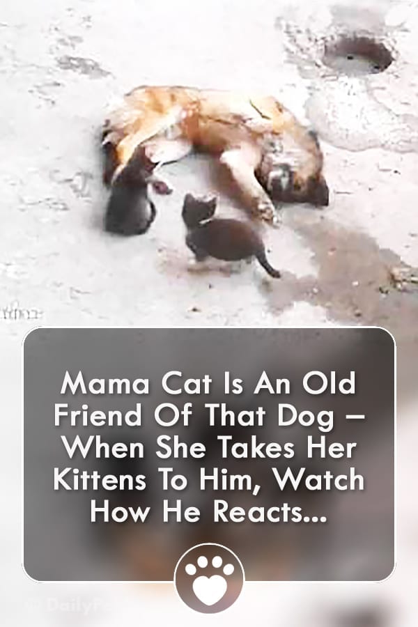 Mama Cat Is An Old Friend Of That Dog – When She Takes Her Kittens To Him, Watch How He Reacts...
