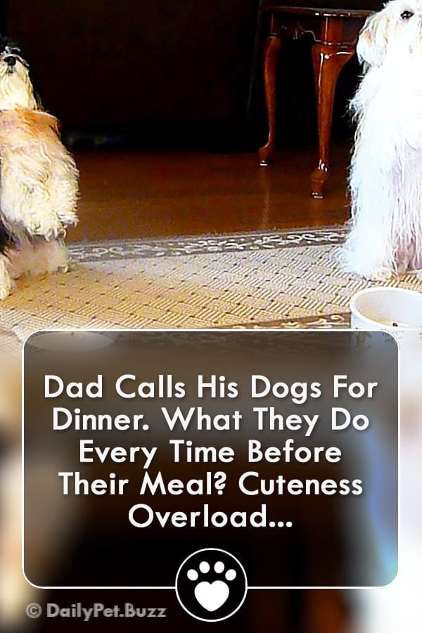 Dad Calls His Dogs For Dinner. What They Do Every Time Before Their Meal? Cuteness Overload...
