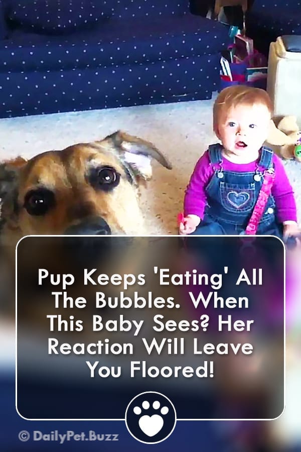 Pup Keeps \'Eating\' All The Bubbles. When This Baby Sees? Her Reaction Will Leave You Floored!