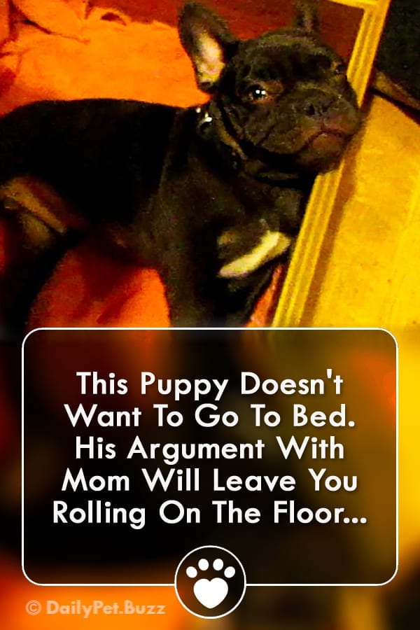 This Puppy Doesn\'t Want To Go To Bed. His Argument With Mom Will Leave You Rolling On The Floor...
