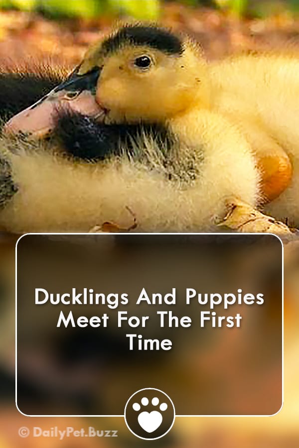 Ducklings And Puppies Meet For The First Time