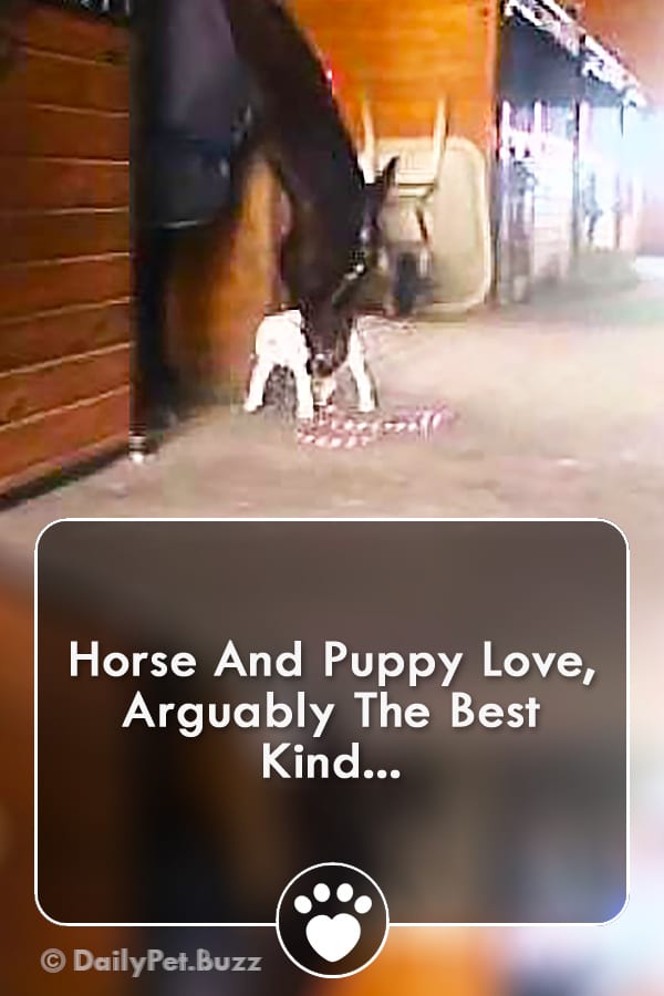 Horse And Puppy Love, Arguably The Best Kind...