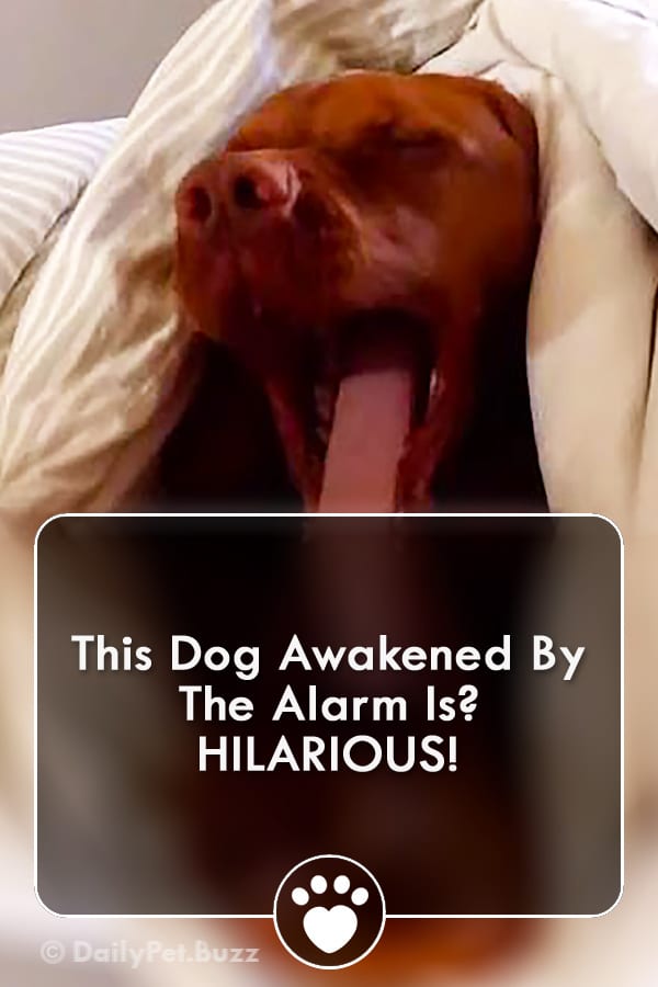 This Dog Awakened By The Alarm Is? HILARIOUS!