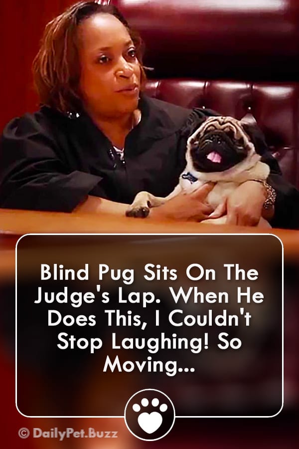 Blind Pug Sits On The Judge\'s Lap. When He Does This, I Couldn\'t Stop Laughing! So Moving...