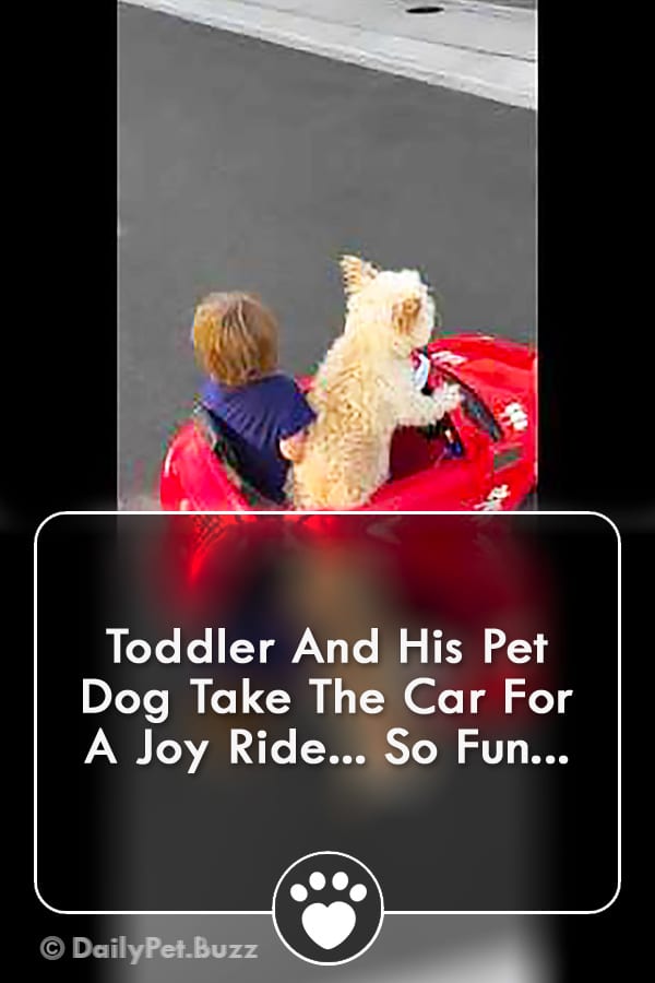 Toddler And His Pet Dog Take The Car For A Joy Ride... So Fun...