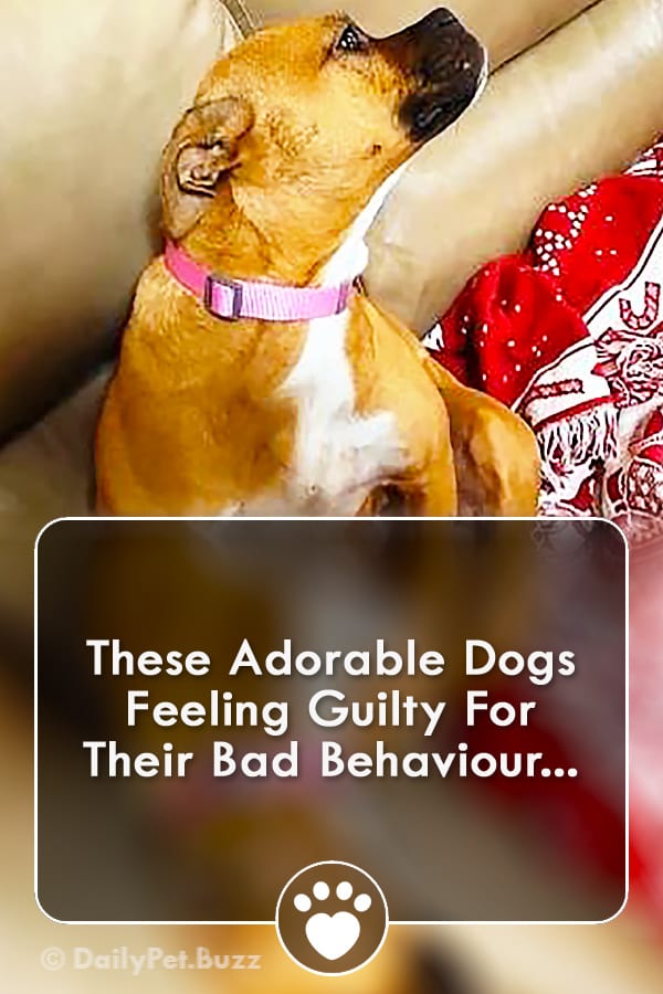 These Adorable Dogs Feeling Guilty For Their Bad Behaviour...