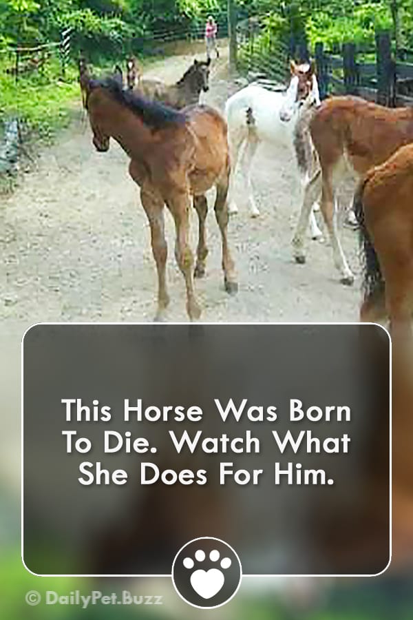 This Horse Was Born To Die. Watch What She Does For Him.