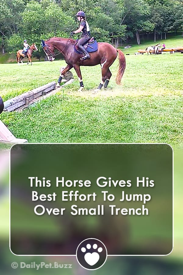 This Horse Gives His Best Effort To Jump Over Small Trench